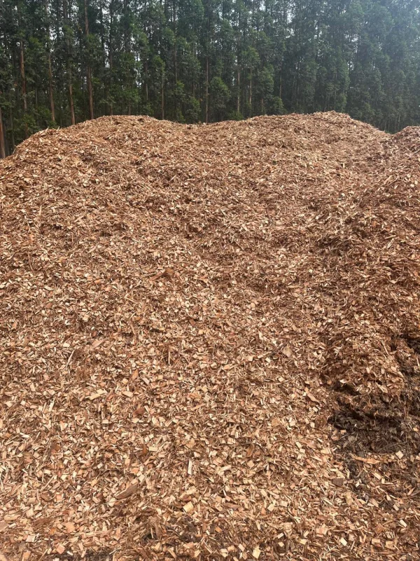 Cavaco biomassa no Mato Grosso do Sul