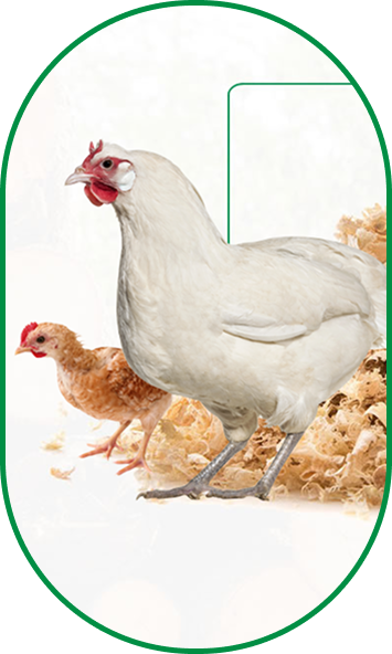 Maravalhas de madeira para uso agrícola e industrial